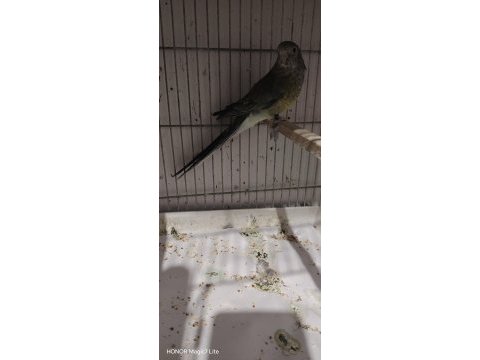 Elimde 1 adat pareket papağanımız