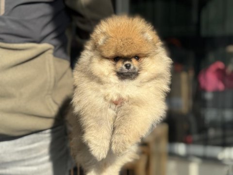 Petmode köpek çiftliğinden teddy face surat pomeranian