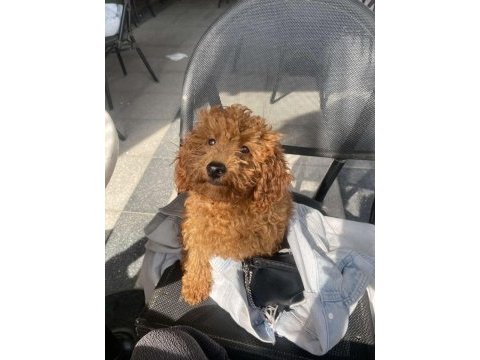 4 aylık toy poodle