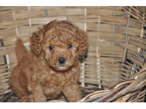 Toy poodle bebekler