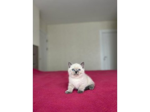Brıtısh shorthair blue point yavrularım 