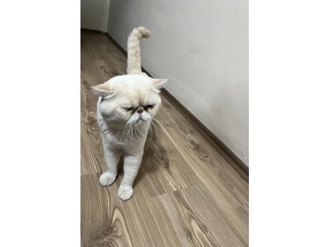 Exotic shorthair 4 yaşında