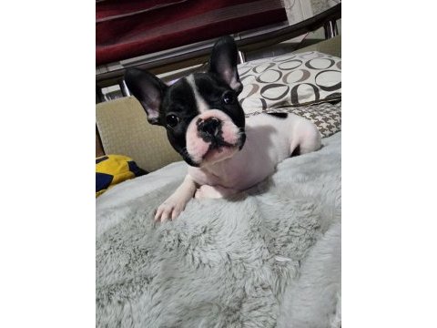 Safkan french bulldog erkek bebek