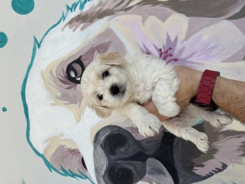 Bal gibi maltipoo bebekler