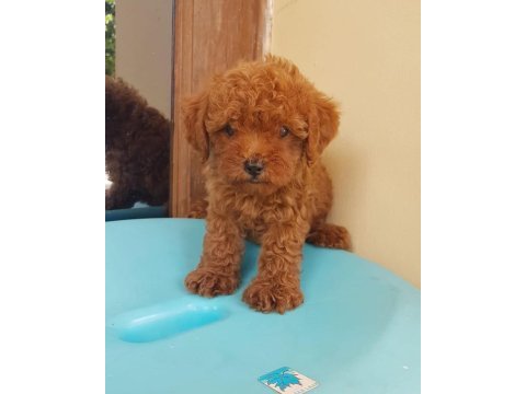 Toy poodle yavruları