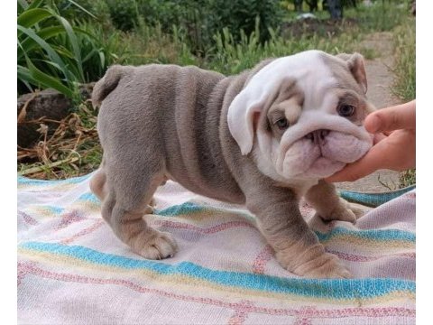 Sitenin en güzel ingiliz bulldog bebekleri