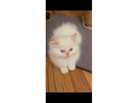 Safkan persian egzotik longhair