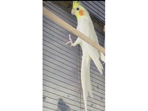 Üretime hazır sultan papağanı takım