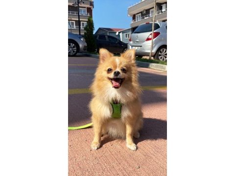 Dişi pomeranian 15 aylık