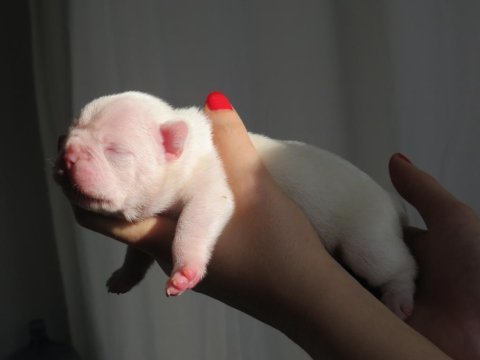 Brillante de arte kennel'dan süt beyaz french bulldog