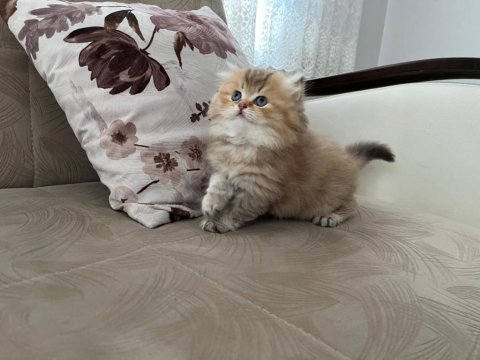 Farkınız olsun istiyorsanız kedilerimiz