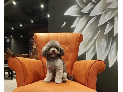 Türkiyedeki tek gerçek safkan dişi silver toy poodle