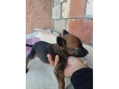 Erkek dişi belçika kurdu yavrular