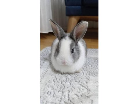 Dünyanın en tatlı tavşan arkadaşları