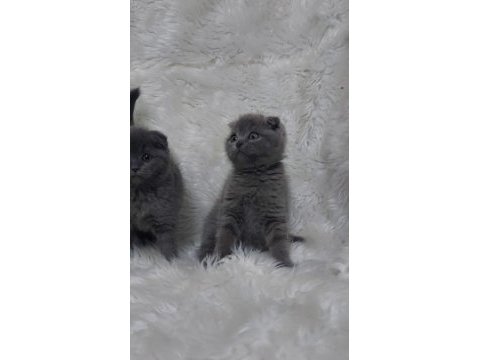 Ayı surat scottish fold yavrular