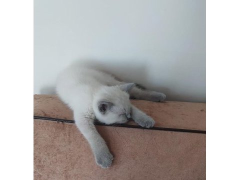 British shorthair blue point