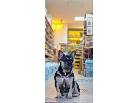 3 yaşında eğitimli blue tan quad french bulldog