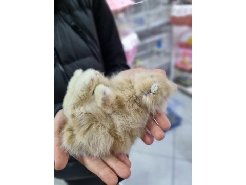 Cüce ve lop tavşan bebekler