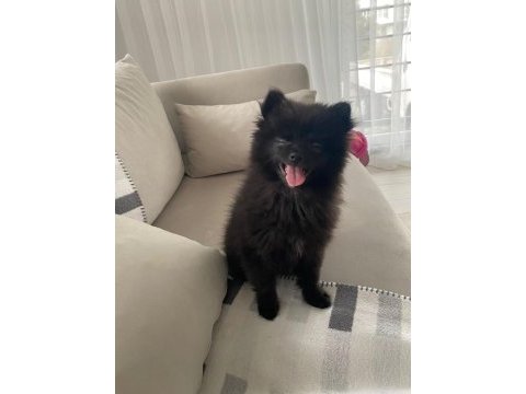 6 aylık ayı yüzlü siyah renkli pomeranian gece erkek