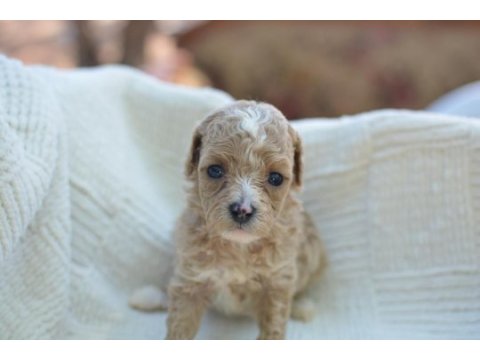 Mini maltipoo köpekler