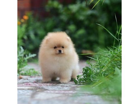 Ayıcık surat pomeranian boo yavrularımız