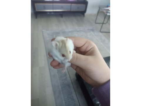 Gonzales hamster albino cinsi