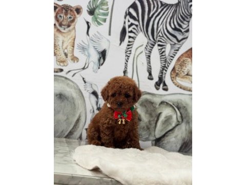Toy poodle köpeği