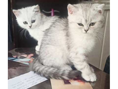 En güzel kediler biziz