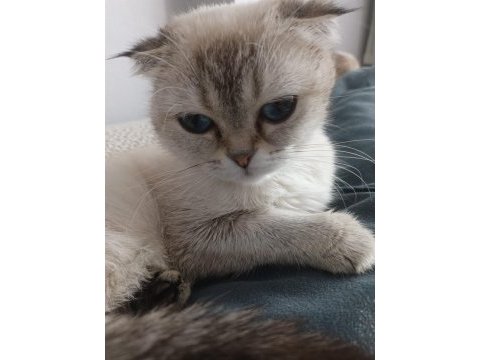 2 yaşında dişi scottish fold