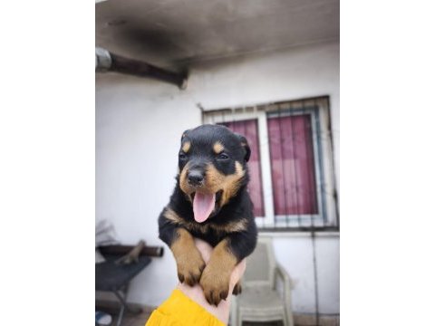 A kalite rottweiler bebekler
