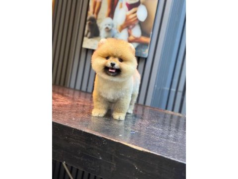 Show kalite pomeranian boo yavrular