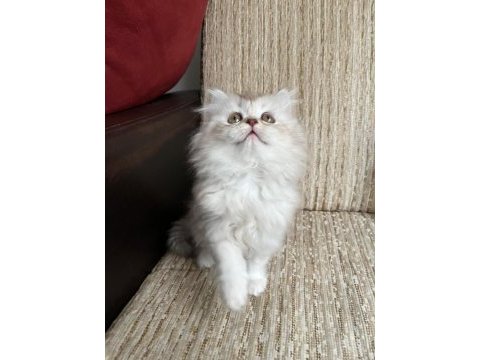 Kedimiz ankarada yaşama şartı ile güvenli sahiplendirilecek