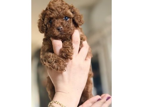 Safkan anne altından toy poodle bebekler