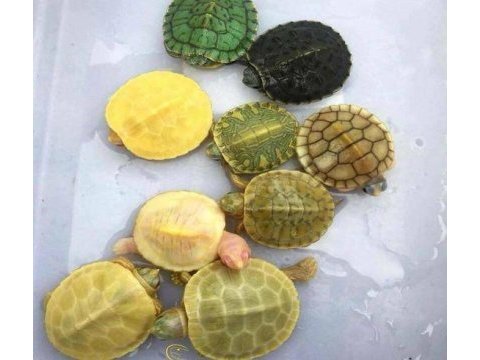 Su kaplumbağaları ve tüm malzemeleri adrese teslim var