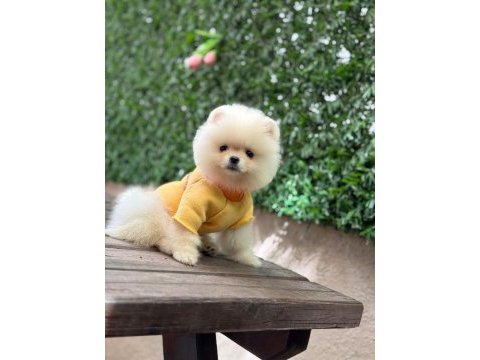3 aylık erkek pomeranian ruby
