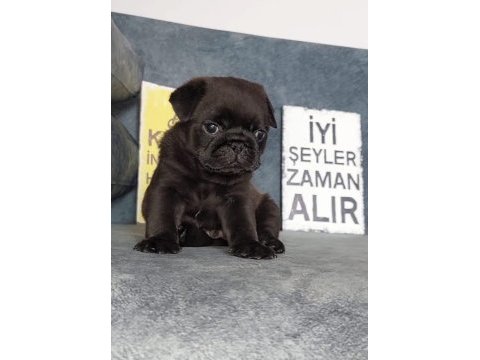 Show kalite siyah inci pug yavrumuz