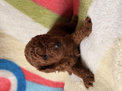 Red brown toy poodle yavrular