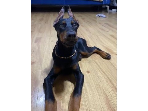 Nevera cafe süs köpeklerine benzemez