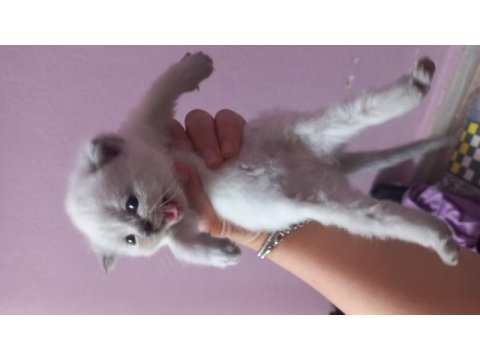 British shorthair