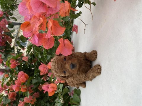 Toy poodle bebekler