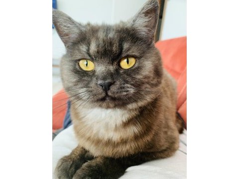 10 aylık erkek british shorthair