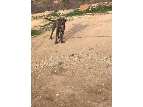 1.5 yaşında cane corso