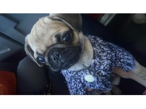 2 aylık dişi pug