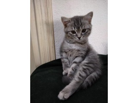 Scottish fold yavrularımız yeni evlerine gitmeye hazır