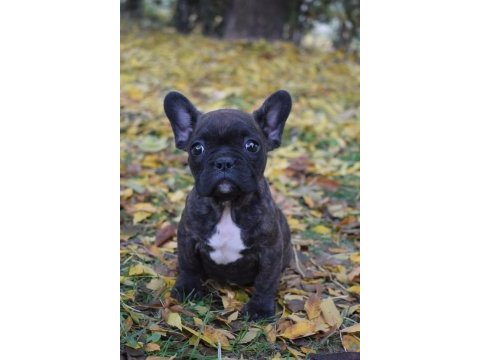 Sağlıklı french bulldog yavrular