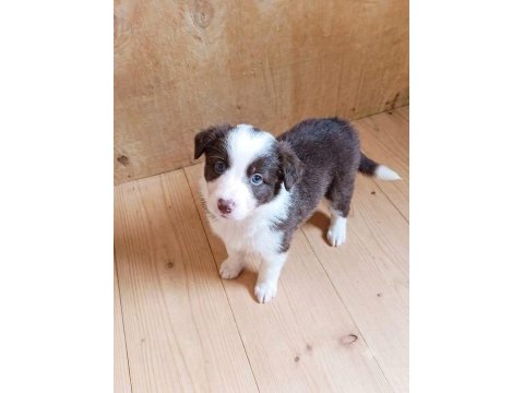 Yeni ailelerine gitmeye hazır yavru köpekler