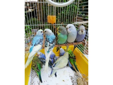 Antalya muhabbet kuşu (ev üretimi yavru ve yetişkin)