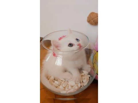 Bursa scottish straight shorthair old eyes bebekler