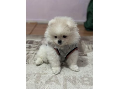 Pomeranian boo 3.5 aylık