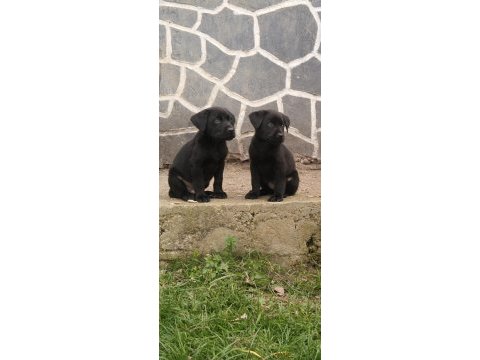 60 günlük teslime hazır labrador yavrular